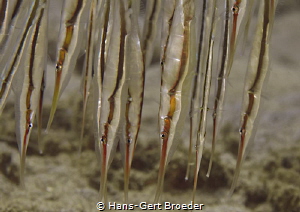 Rigid Shrimpfish by Hans-Gert Broeder 